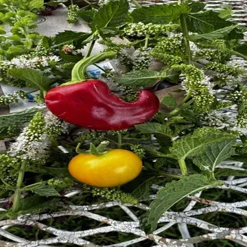 Profile picture for chadtx13