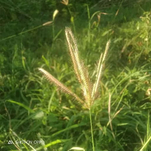 Ranga